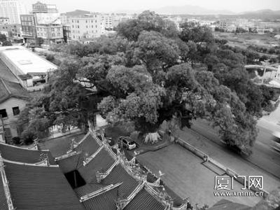 �B�T������ȫ���Ų�Ř���ľ ���c�Ų���_�L��r