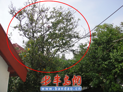 ���u��������ľ�Ϙ䲼�M�S�� ��ϡ��N����Ļ�����