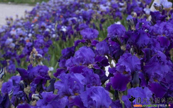 һֱ������ֲ��Ʒ�N�ռ�����