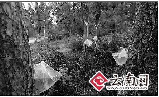 ��������Ƭ�ɘ䱻��Ƥ����֬�� �W(w��ng)�ѓ�(d��n)���ɘ�ͦ��ס