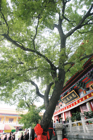 ��ֱ���Ż�