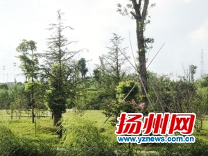 ������M�ǡ����������h�ɷ���ֲ��䌣������