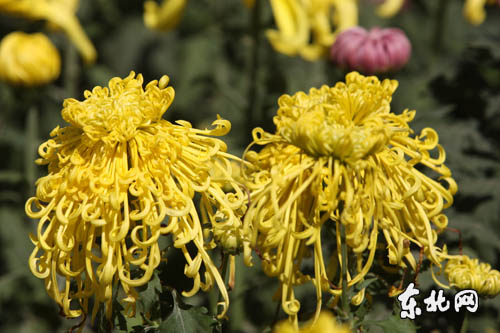 ���ߌþջ�չ9��15���_չ 30�f��ջ���ʢ���g�衱