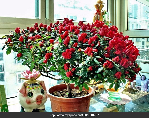 �c��DƬ�M����һ�