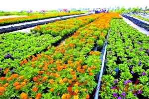 ̽�؁��\�r���Nֲ һ������400�໨�rȫ����ź�