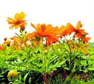 ̽�؁��\�r���Nֲ һ������400�໨�rȫ����ź�