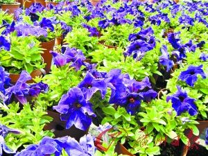 ̽�؁��\�r���Nֲ һ������400�໨�rȫ����ź�