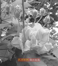 ܽ�ػ��˾Ӷ��� �ɶ�߀���سǆ���