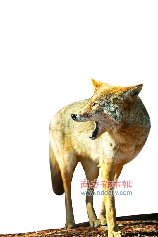 �c�����´��ڞg�[�DƬ