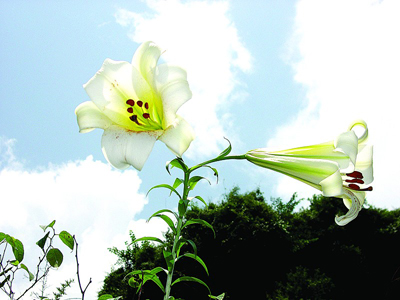 �؎XҰ���G���ٺϞl�R��^ ���u�顰���д���؈�����D��