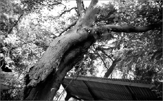 ��h��܊�I����ԏ����o�����10�꣨�D��