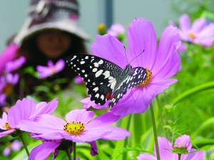 ������ֲ��@�������p�ջ����M�D��