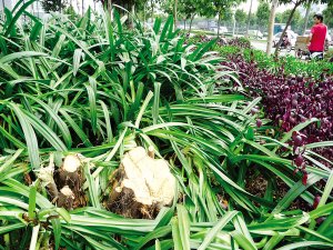 �����Ј��Tǰ�G�����ɓ��ˡ�ؔ(c��i)·������(�D)