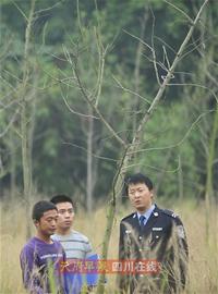 流水線作業12人團伙盜賣綠化樹