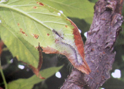 �@�ֲ��T����ȫ����(�M�D)