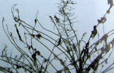 �@�ֲ��T����ȫ����(�M�D)