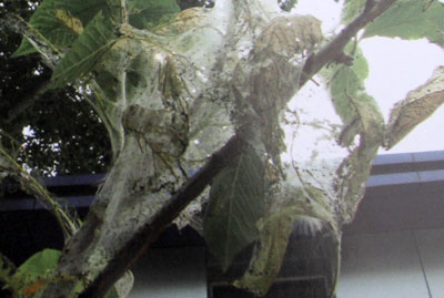 �@�ֲ��T����ȫ����(�M�D)