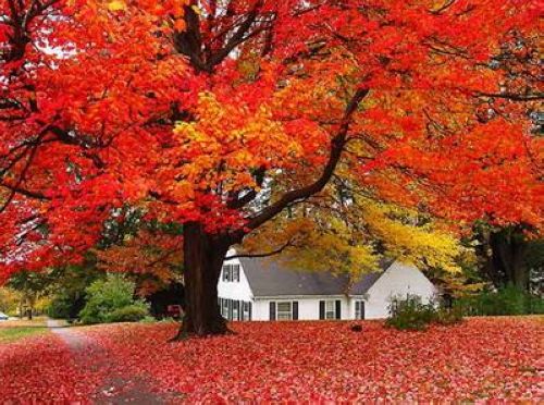 ��ɽ�t�~��