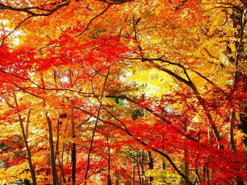 ��ɽ�p�t�^ˇ�g(sh��)չ