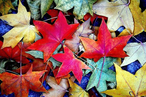 �p�t�g�[����