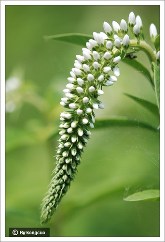 02.報春花科珍珠菜屬狼尾花