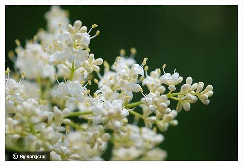 08.木犀科丁香屬暴馬丁香