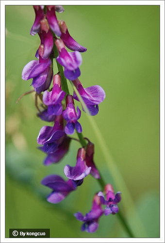 05.豆科野豌豆屬山野豌豆1