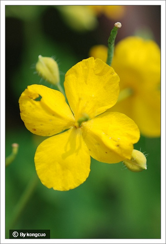 09.罌粟科白屈菜屬白屈菜(山黃連)