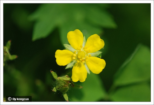 07.薔薇科委陵菜屬委陵菜