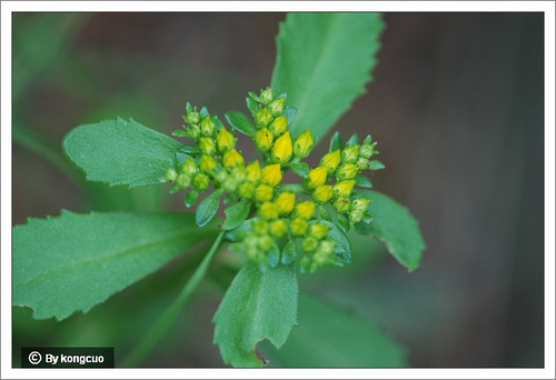 06.景天科景天屬景天三七(費菜)