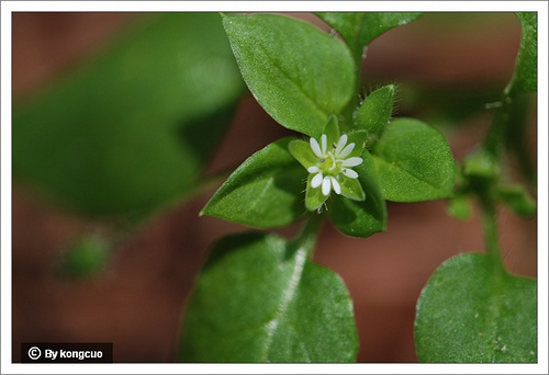 01.石竹科繁縷屬繁縷