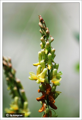 03.豆科香豌豆屬茳芒香豌豆