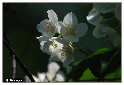 10.虎耳草科山梅花屬太平花