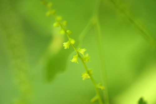 17.薯蕷科薯蕷屬穿山龍（炸魚拍攝）