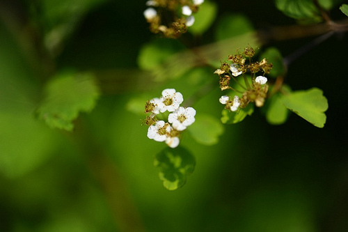 16.薔薇科繡線菊屬三裂繡線菊（炸魚拍攝）