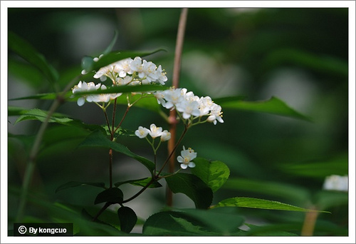 12.虎耳草科溲疏屬小花溲疏3
