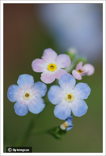 13.紫草科附地菜屬鈍萼附地菜1