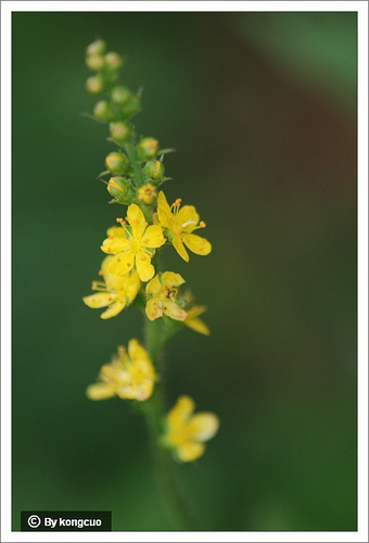 11.薔薇科龍牙草屬龍牙草（仙鶴草）