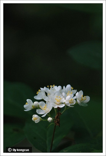 12.虎耳草科溲疏屬小花溲疏