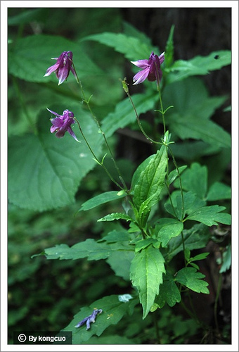 15.毛茛科耬斗菜屬華北耬斗菜