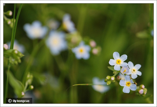 13.紫草科附地菜屬鈍萼附地菜2