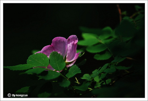 14.薔薇科薔薇屬刺薔薇2