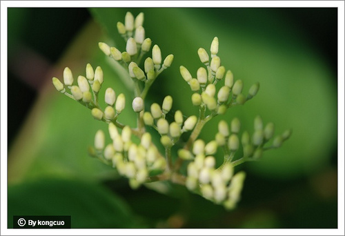 18.山茱萸科?木屬毛?（或燈臺(tái)木）2