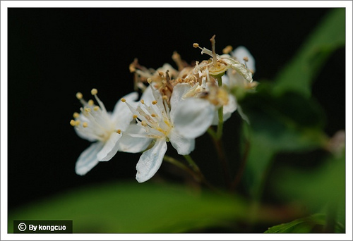12.虎耳草科溲疏屬小花溲疏2