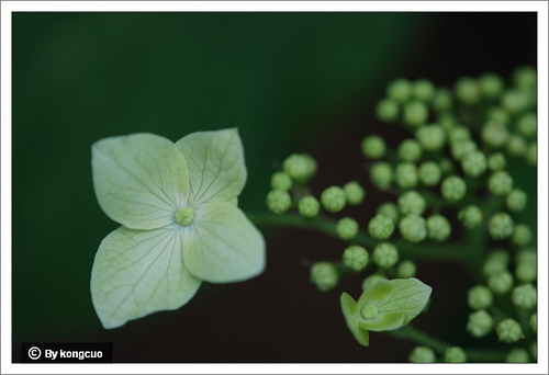 21.虎耳草科繡球屬東陵繡球1