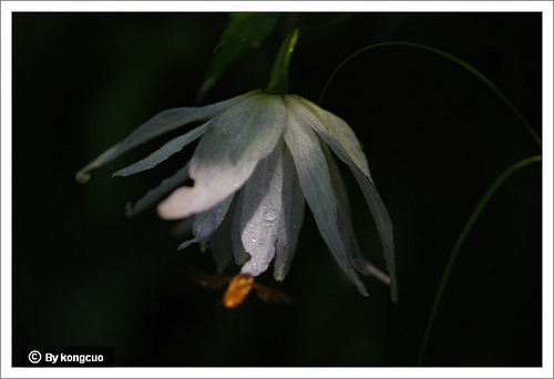 26.毛茛科鐵線蓮屬長瓣鐵線蓮1