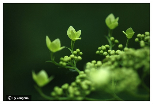 21.虎耳草科繡球屬東陵繡球2