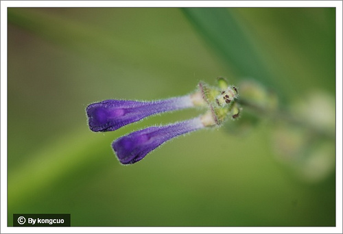 29.唇形科黃岑屬并頭黃芩