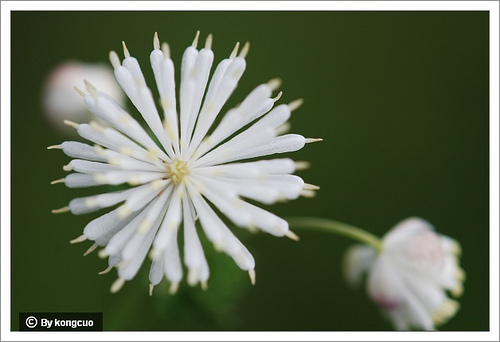 24.毛茛科唐松草屬瓣蕊唐松草2