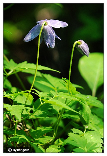 26.毛茛科鐵線蓮屬長瓣鐵線蓮3